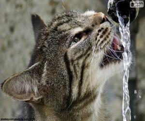 yapboz Kedi içecek su